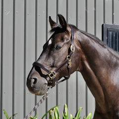 Windsor Padded Halter