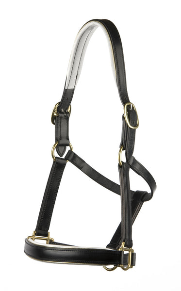 Padded Halter/Headstall with White Padding and Gold Piping