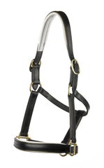 Padded Halter/Headstall with White Padding and Gold Piping - Mal Byrne Performance Saddlery